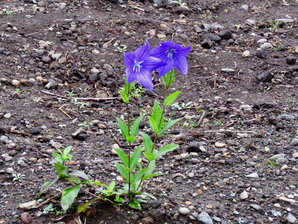 荒地にぽつんと