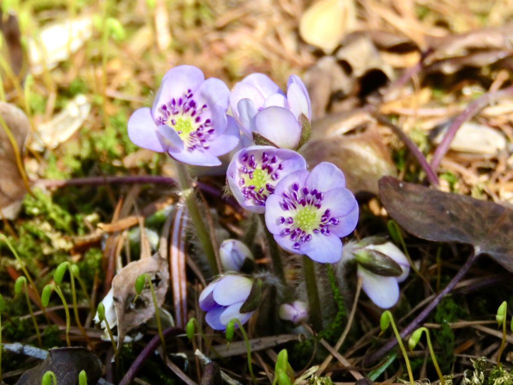 庭の花4