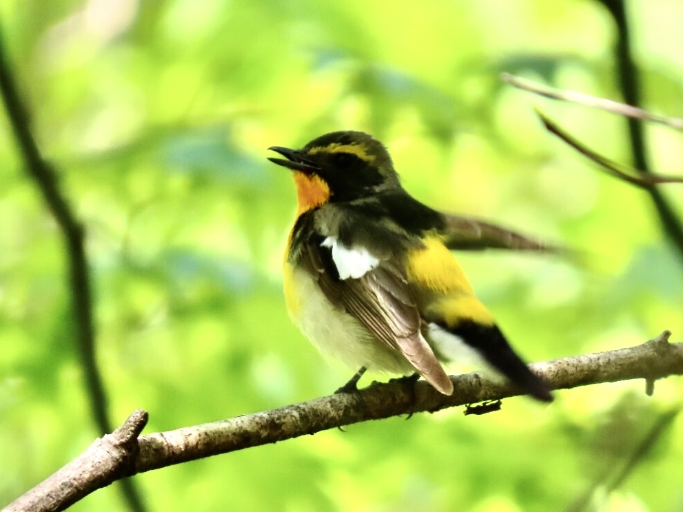 野鳥発見3