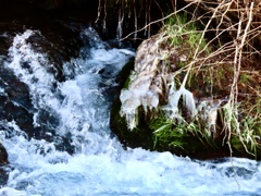 湯川の冬の風物詩③