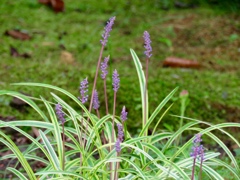 斑入りヤブラン