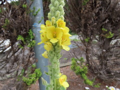 バーバスカムの花