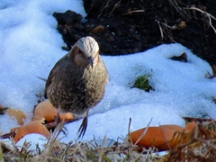 散歩で出会った鳥達2