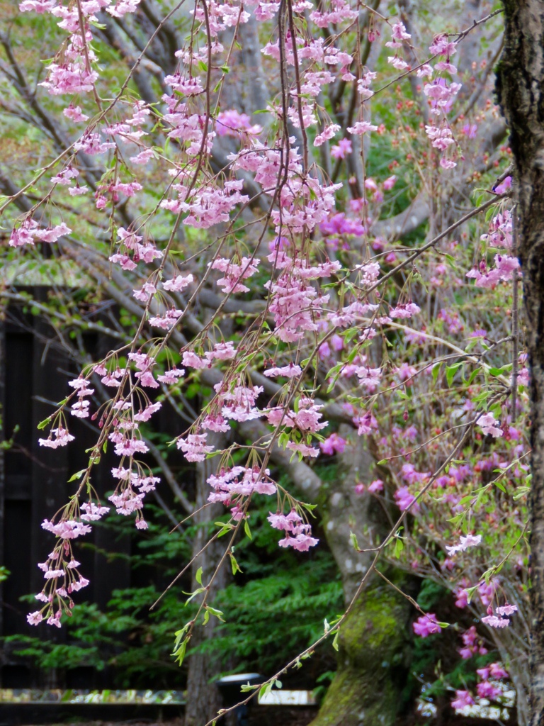 枝垂れ桜の美