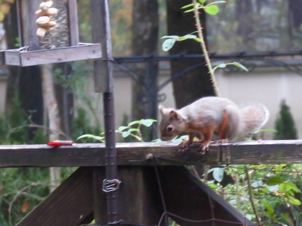 我家のアイドル5