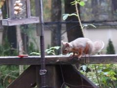 我家のアイドル5