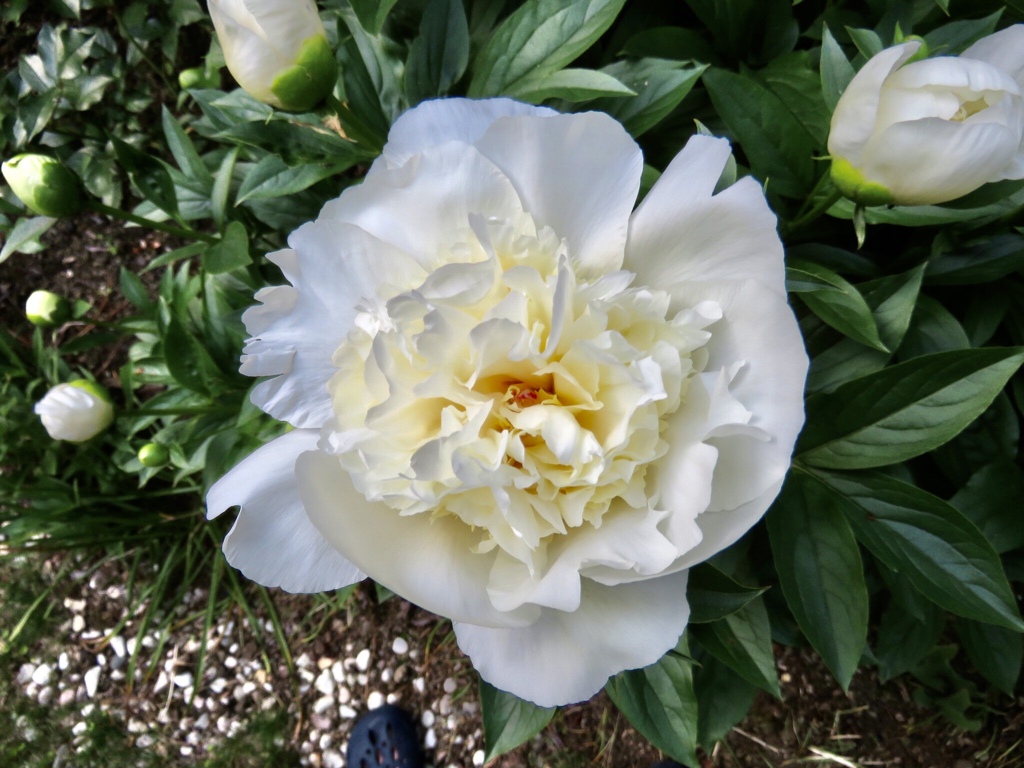 花香殿