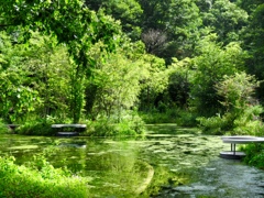 真夏のケラ池