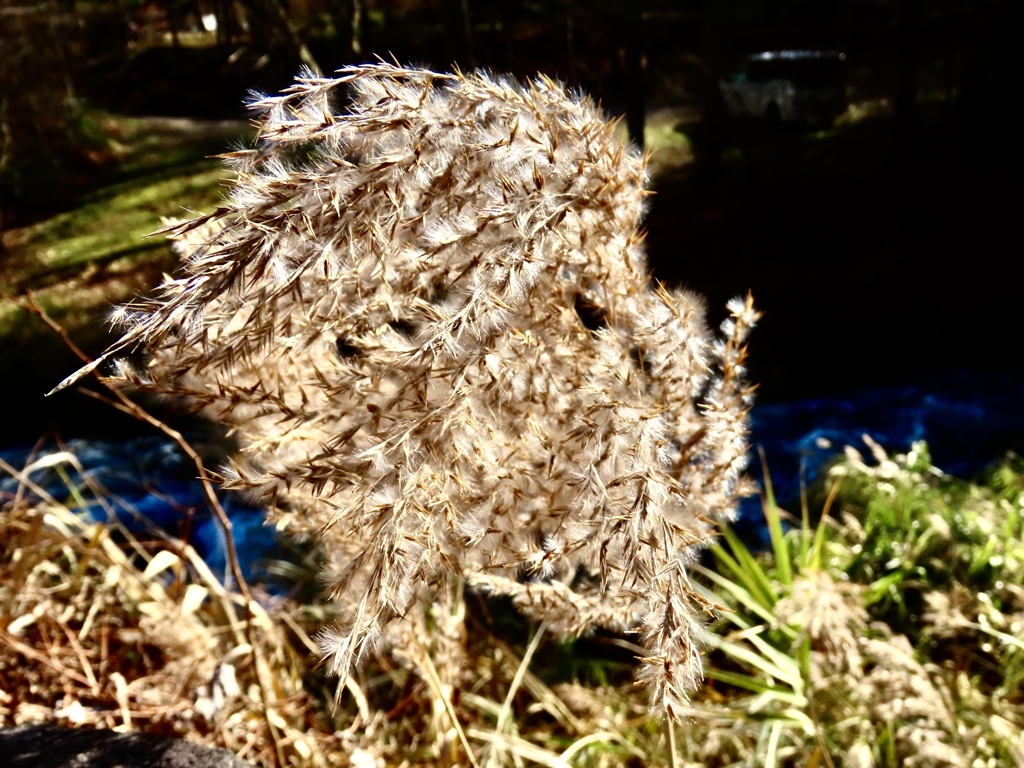 風になびく