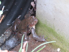 別荘地の排水溝に