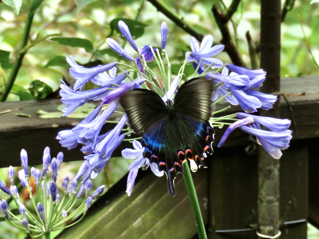 ミヤマカラスアゲハ？