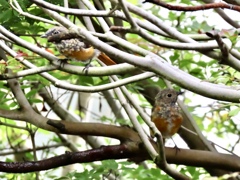 ジョウビタキ若鳥1