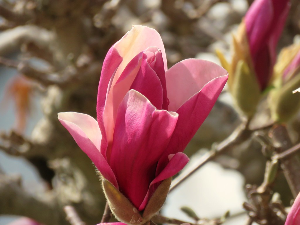 散歩道のシュモクレン