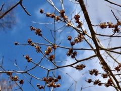 春楡の花