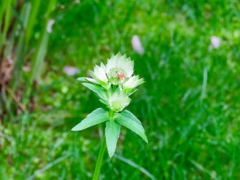 庭の花