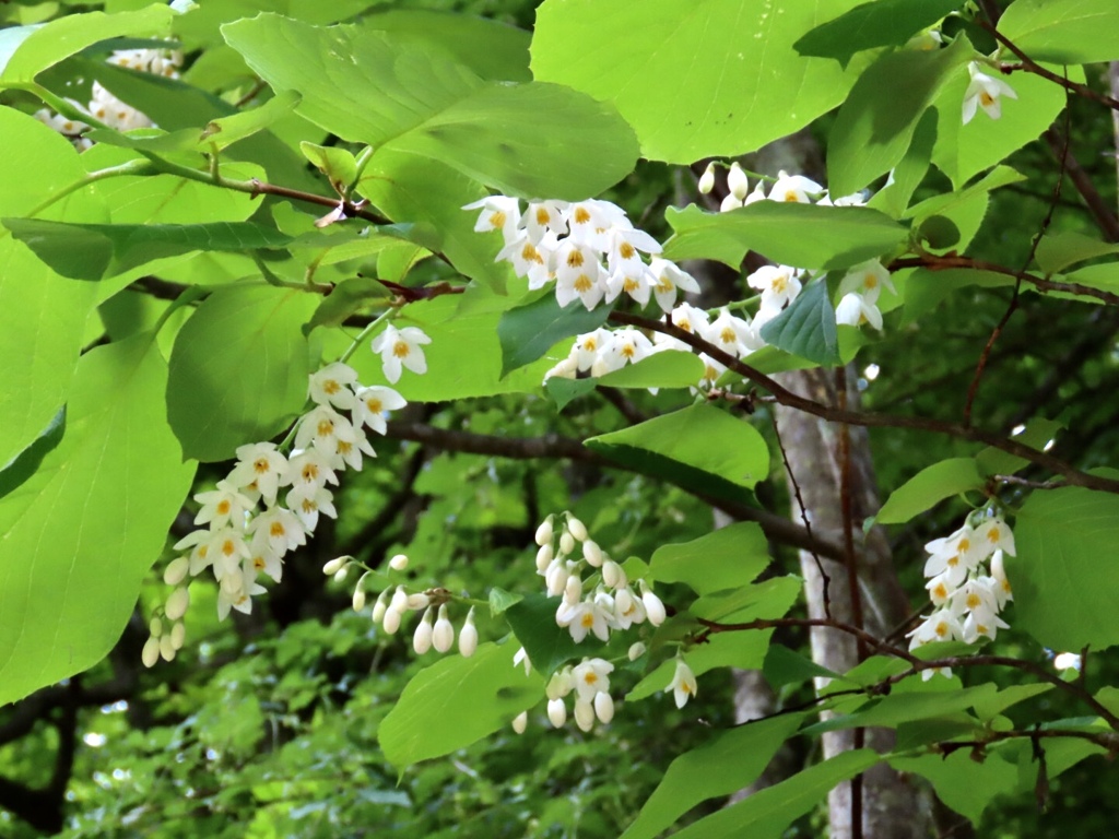 白雲木