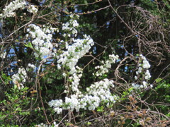白い花15