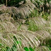 尾花