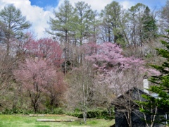 トンボの湯裏の桜