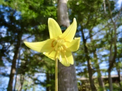 庭の黄花カタクリ