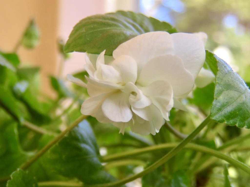 ニオイスミレ白花