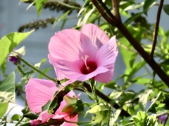 大きな芙蓉