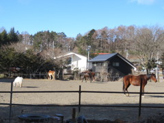 近所の乗馬クラブ