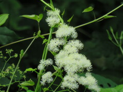 カラマツソウの花