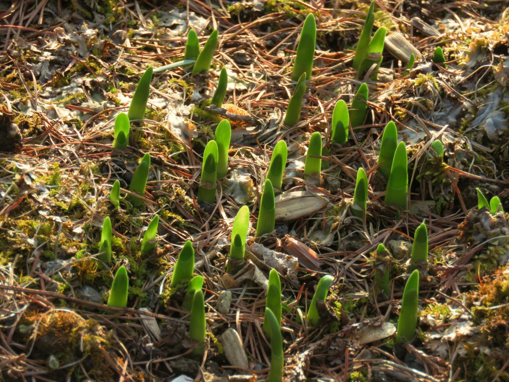 鈴蘭水仙の新芽