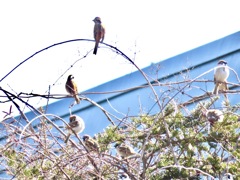 ホオジロとスズメ