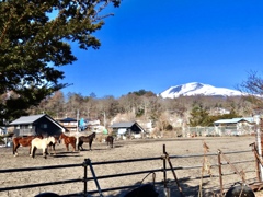 乗馬クラブの馬達と浅間山