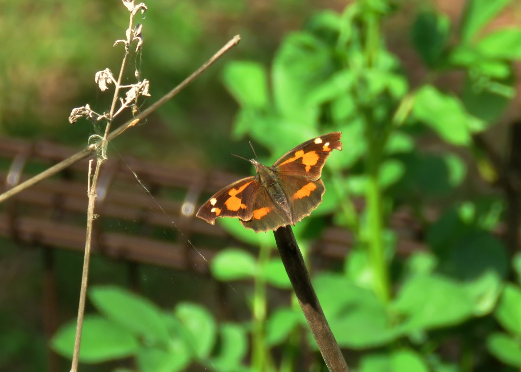 テングチョウ１