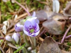 庭の雪割草3