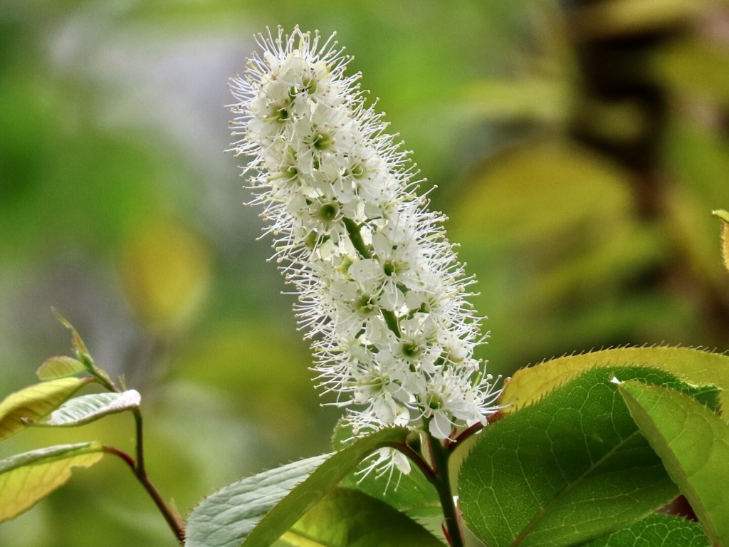 ウワミズザクラの花