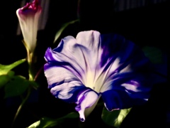 夜明けの朝顔①
