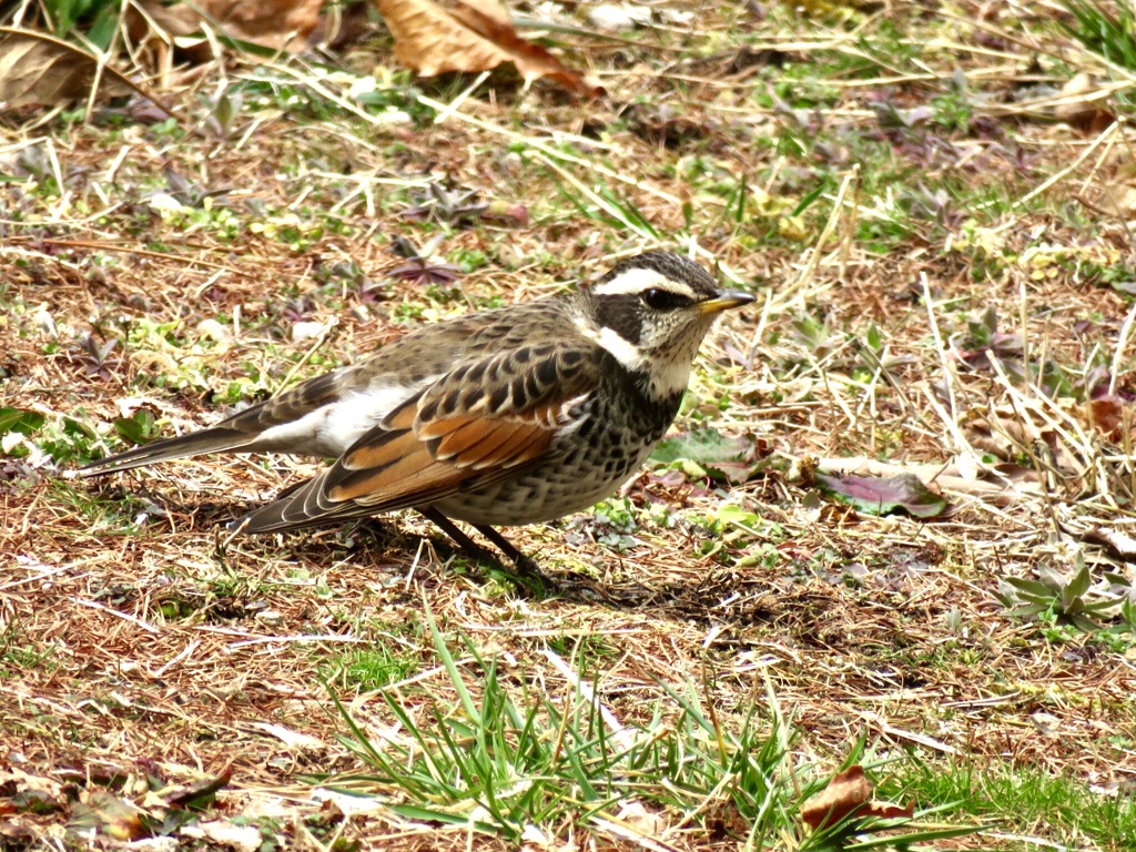 今日出会った野鳥