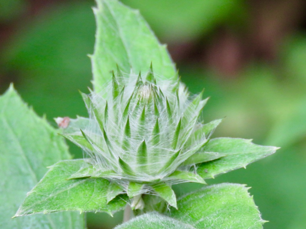 散歩の時に見つけた