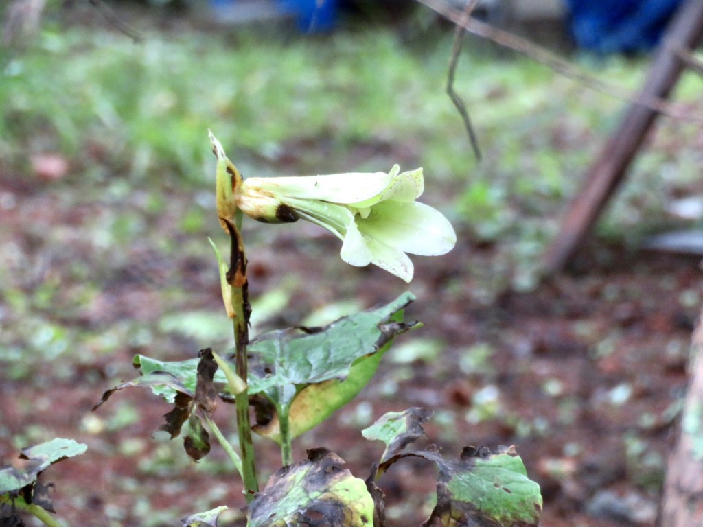 ウバユリの花