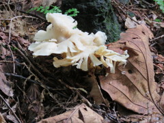 別荘地のキノコ