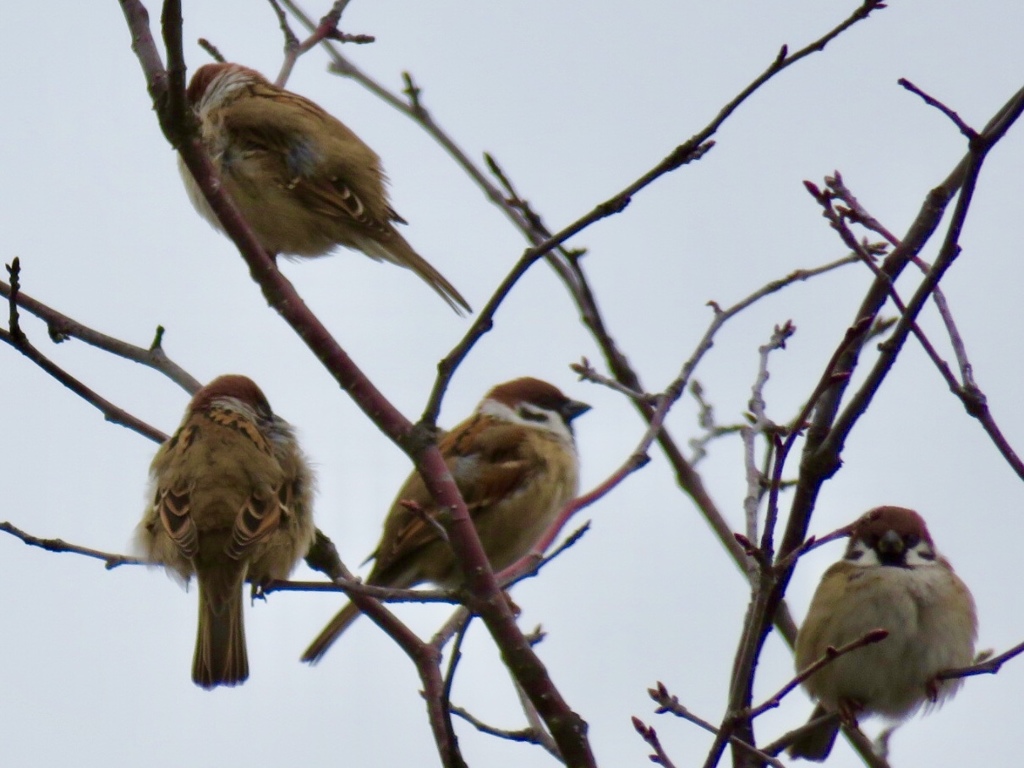 鳥納め7