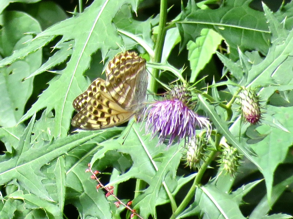 ヒョウモンチョウ