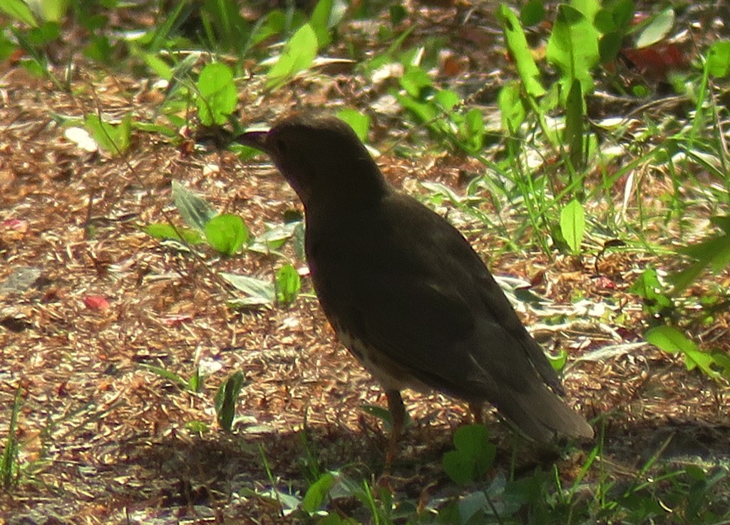 この春の初クロツグミ