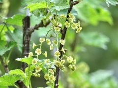 フサスグリの花