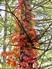カラマツ林の紅葉