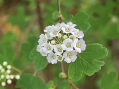 ミツデイワガサの花