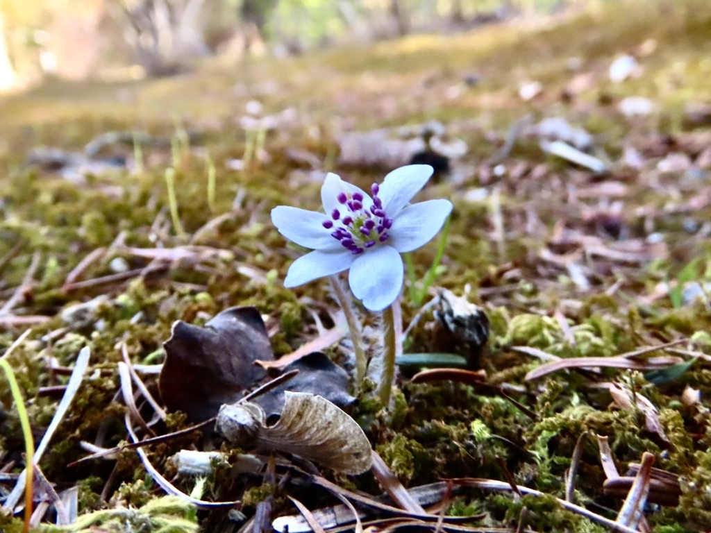 庭の花2