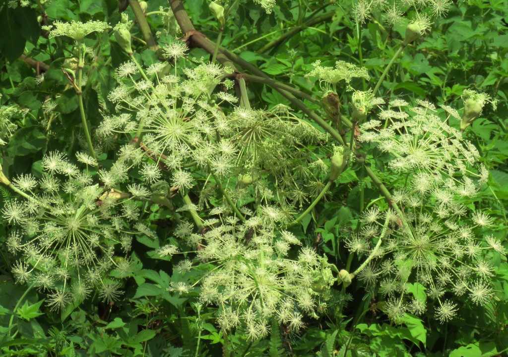 白い花火