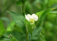白花ツユクサ