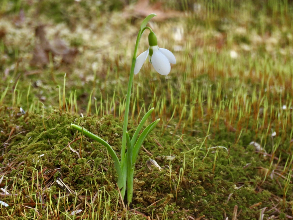 苔の上に