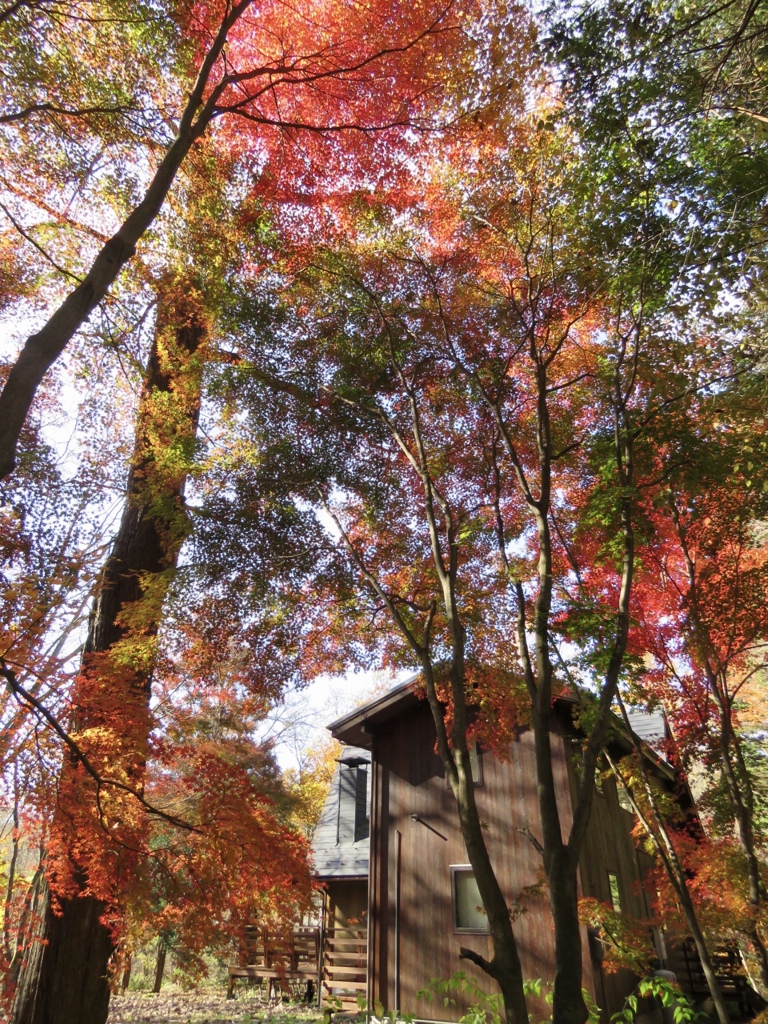 ある別荘の紅葉2